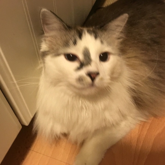 Meet your Posher, Bethany - Picture 1 of 2